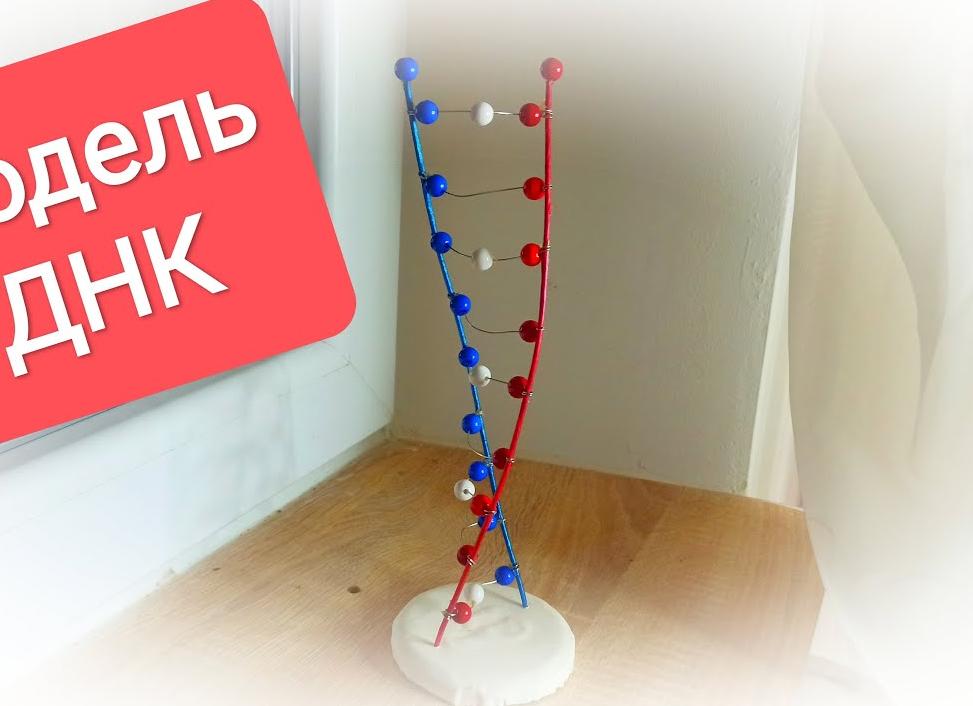 Днк как сделать