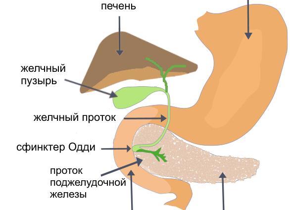 Что делает желчный пузырь Что делает желчный пузырь