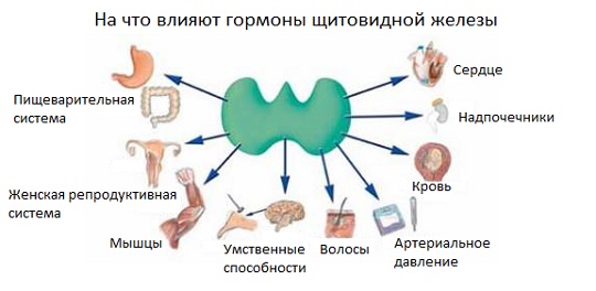 Кровь на щитовидную железу