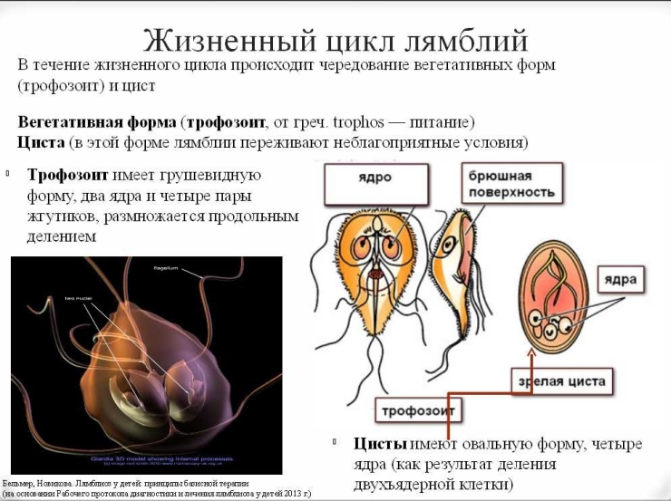 Лямблия строение жизненный цикл диагностика и профилактика заболевания