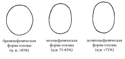 Мезоцефалическая форма черепа