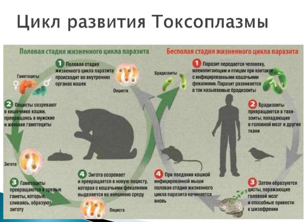 Кровь на токсоплазмоз