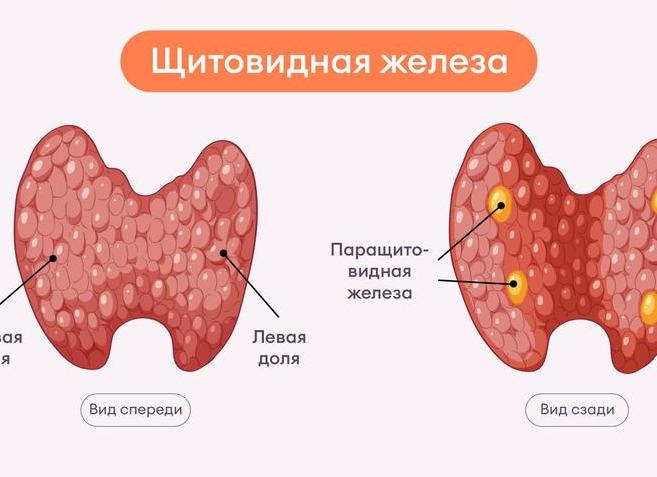 Гетерогенный узел щитовидной железы что это такое