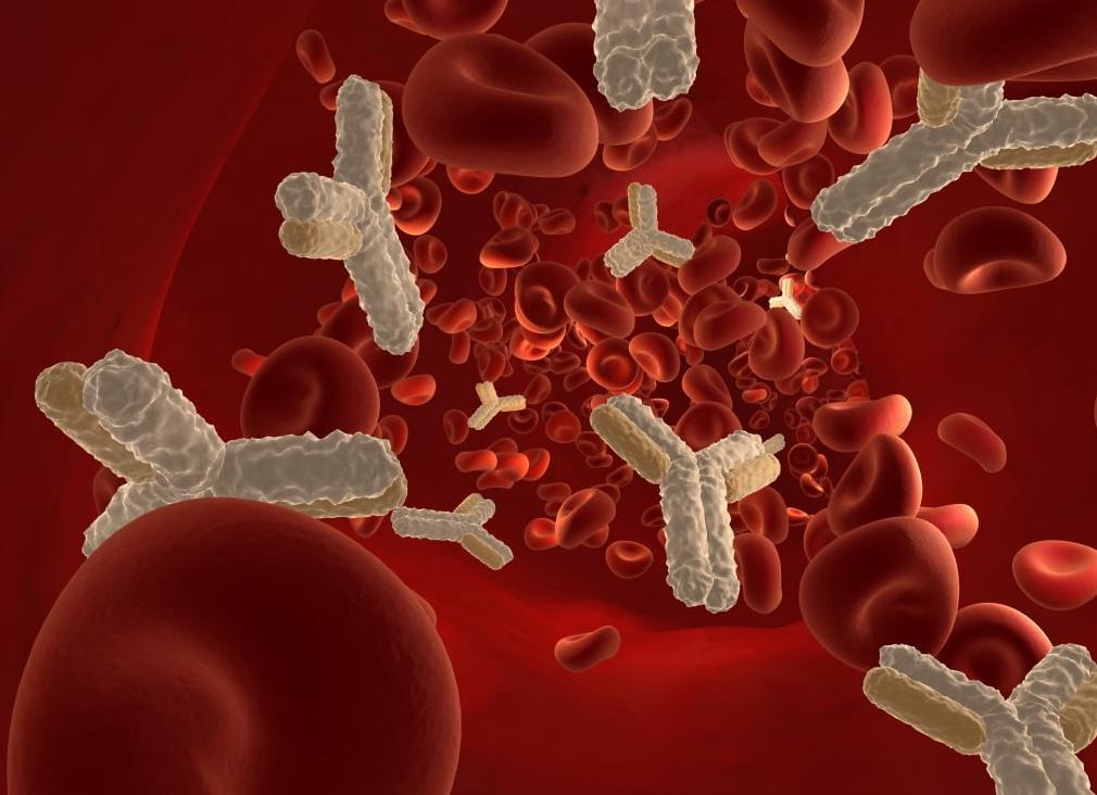 Что показывает анализ крови на иммуноглобулин