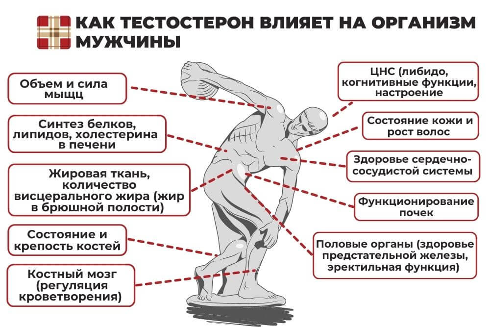Как восполнить тестостерон в организме мужчины