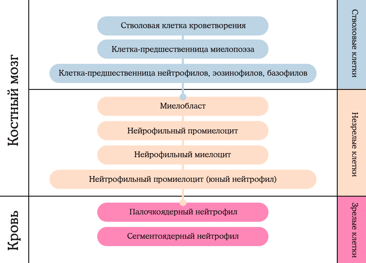 Лейкоцитоз со сдвигом влево это