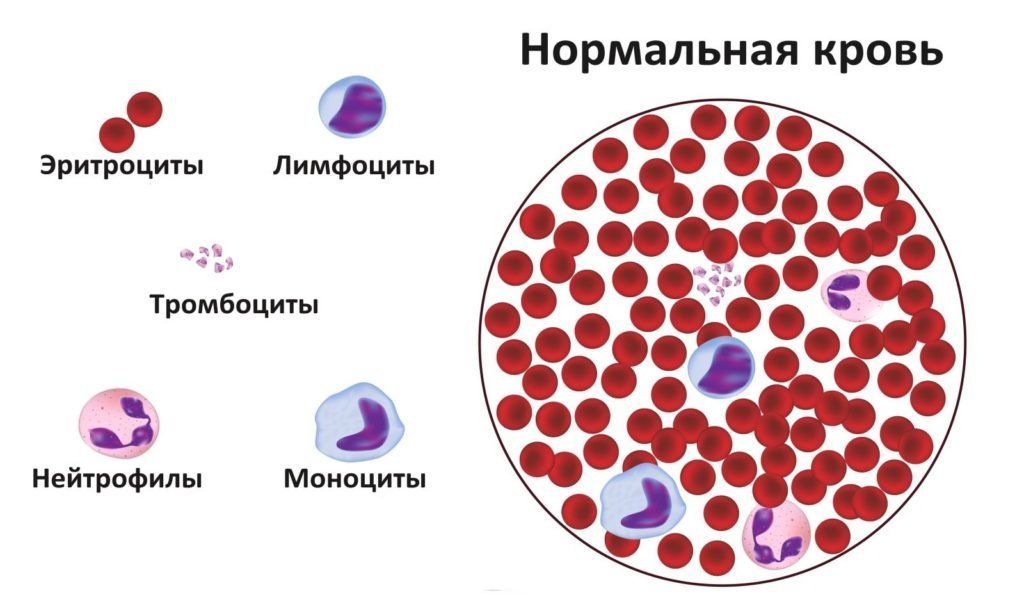 Лимфоциты и эритроциты в крови повышены
