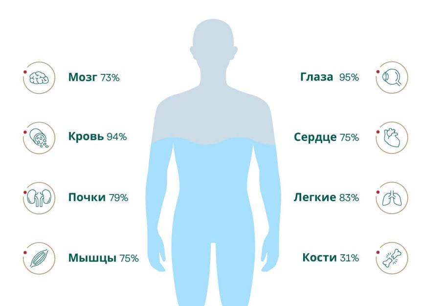 Как быстро вода попадает в мочевой пузырь