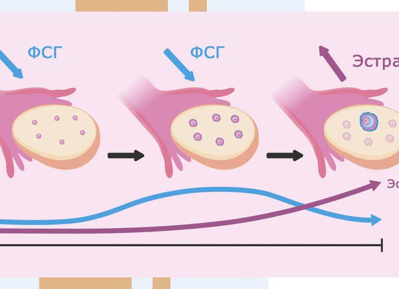 Фолликулостимулирующий гормон повышен у женщин что это значит