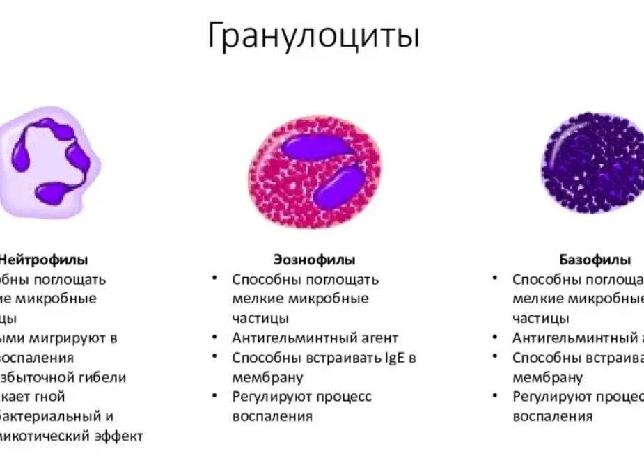 Эритроциты строение и функции