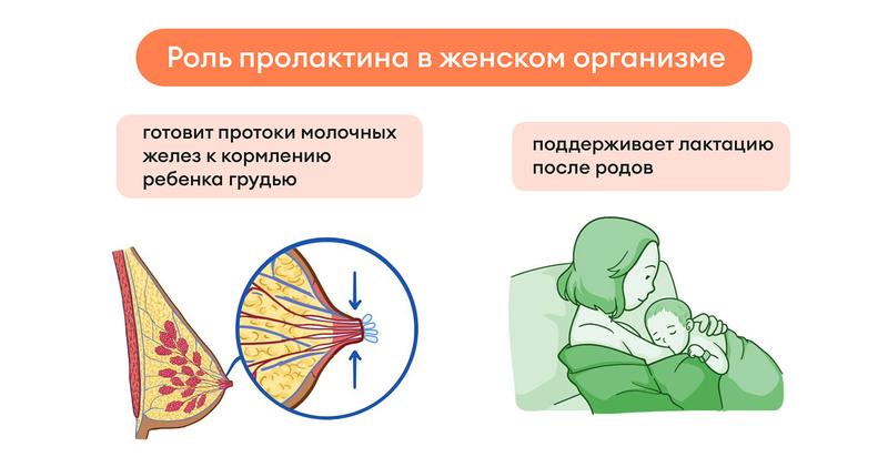 Гормон лг за что отвечает у женщин