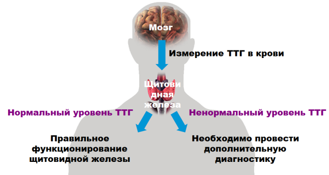 Как правильно сдавать кровь на ттг