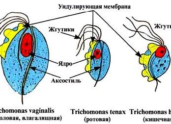 Кишечная трихомонада строение