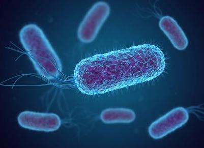 Кишечная палочка бактерия