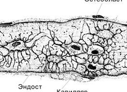 Грубоволокнистая костная ткань