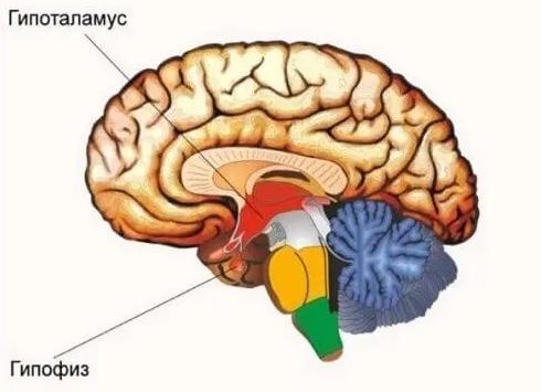 Гипофиз и гипоталамус что это