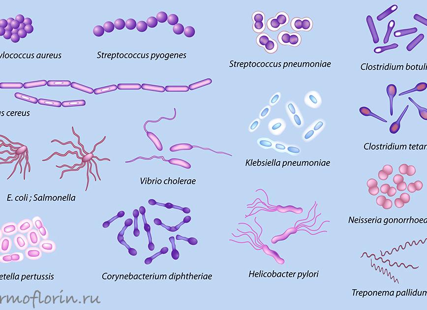 Энтеробактерии в кале