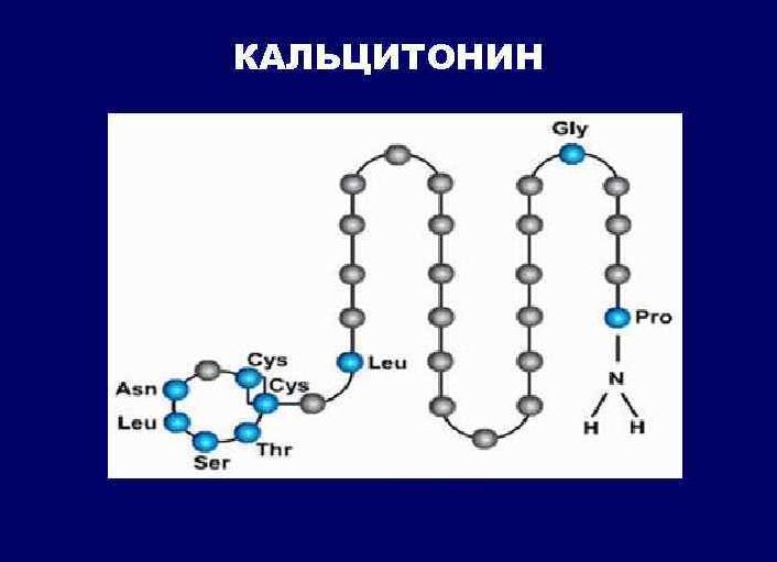 Что такое кальцитонин щитовидной железы
