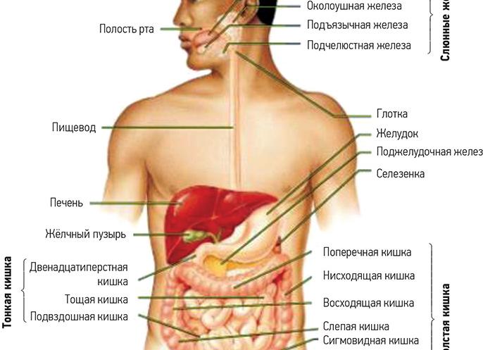 Брюшная полость где находится