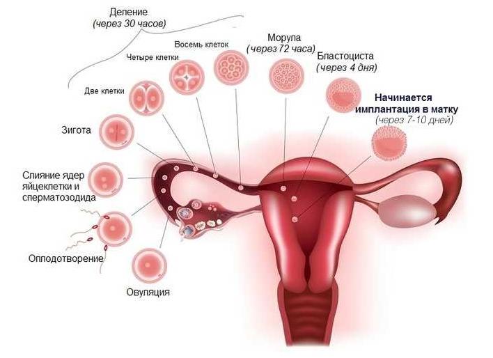 4 день после зачатия