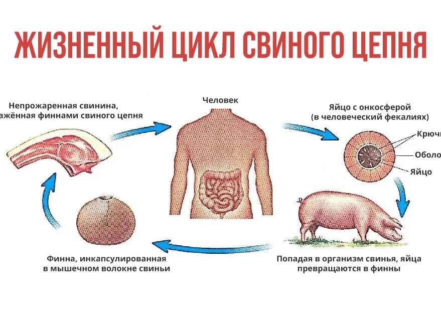Можно ли определить наличие паразитов в организме по анализу крови