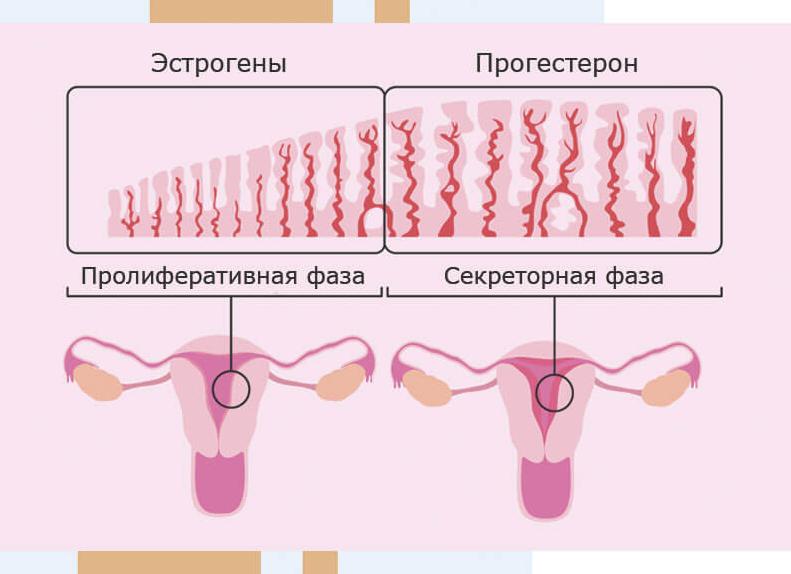 Маленький эндометрий причины