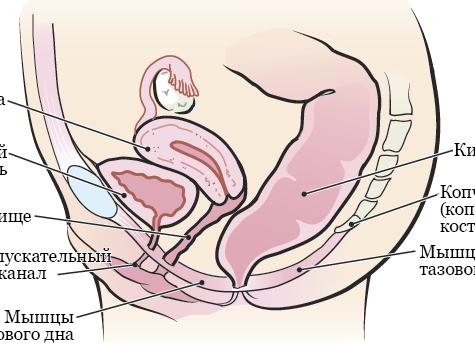 Как понять что в организме не хватает кальция Как понять что в организме не хватает кальция