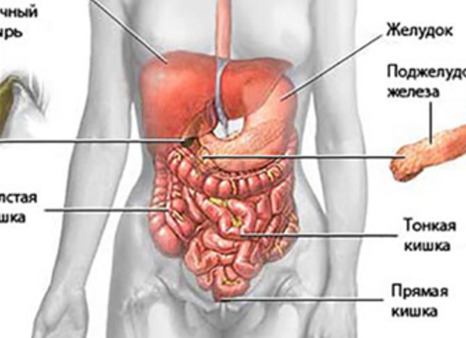 Что входит в узи брюшной полости какие органы Что входит в узи брюшной полости какие органы