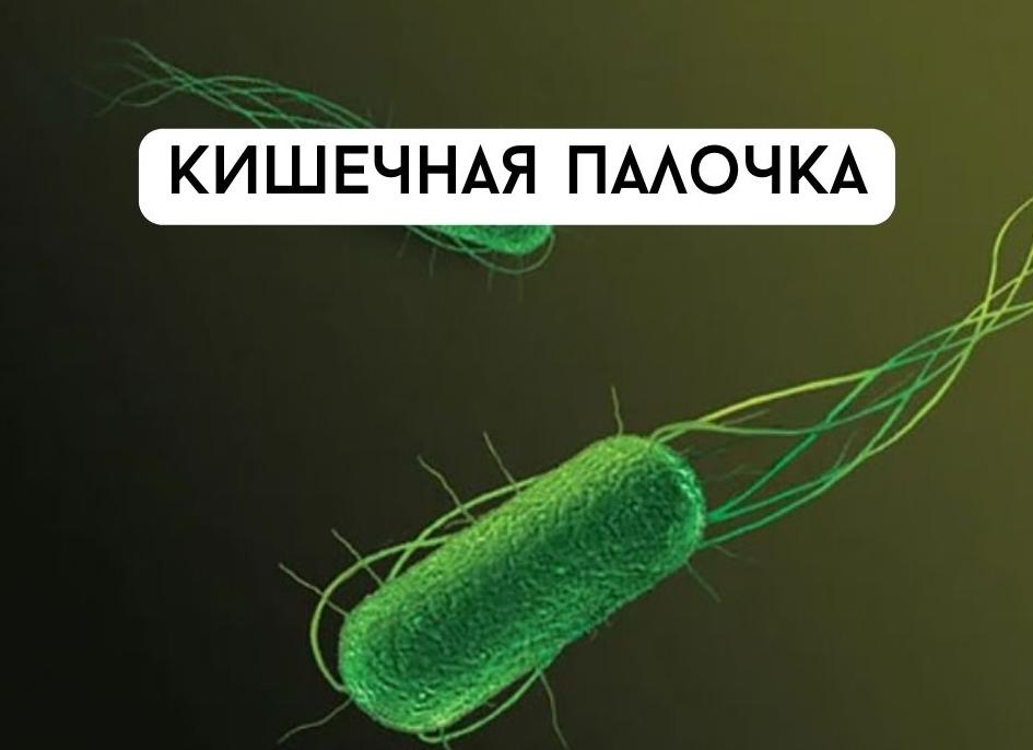Бактерии которые вызывают болезни у человека
