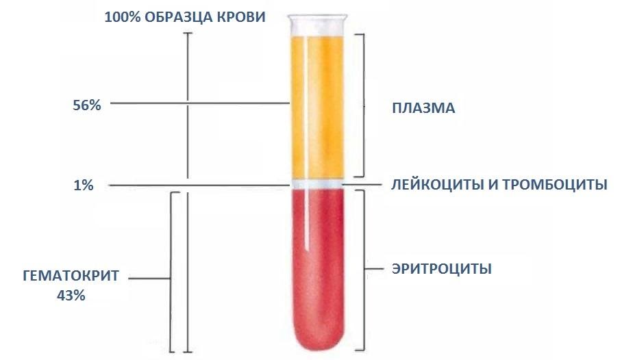 Анализ крови на гематокрит что это такое