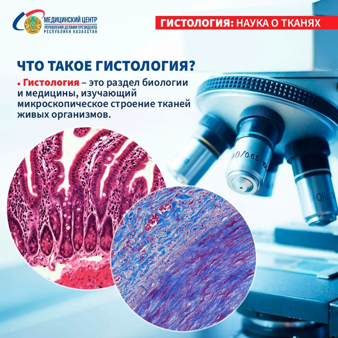 Гистология что это такое