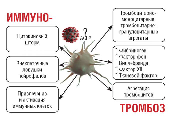Как понизить тромбоциты в крови быстро
