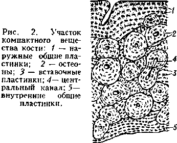 Костная ткань функции и строение