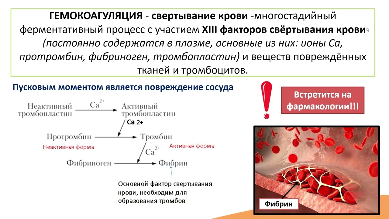 Кровь на протромбин