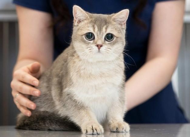 Монурал для кошек