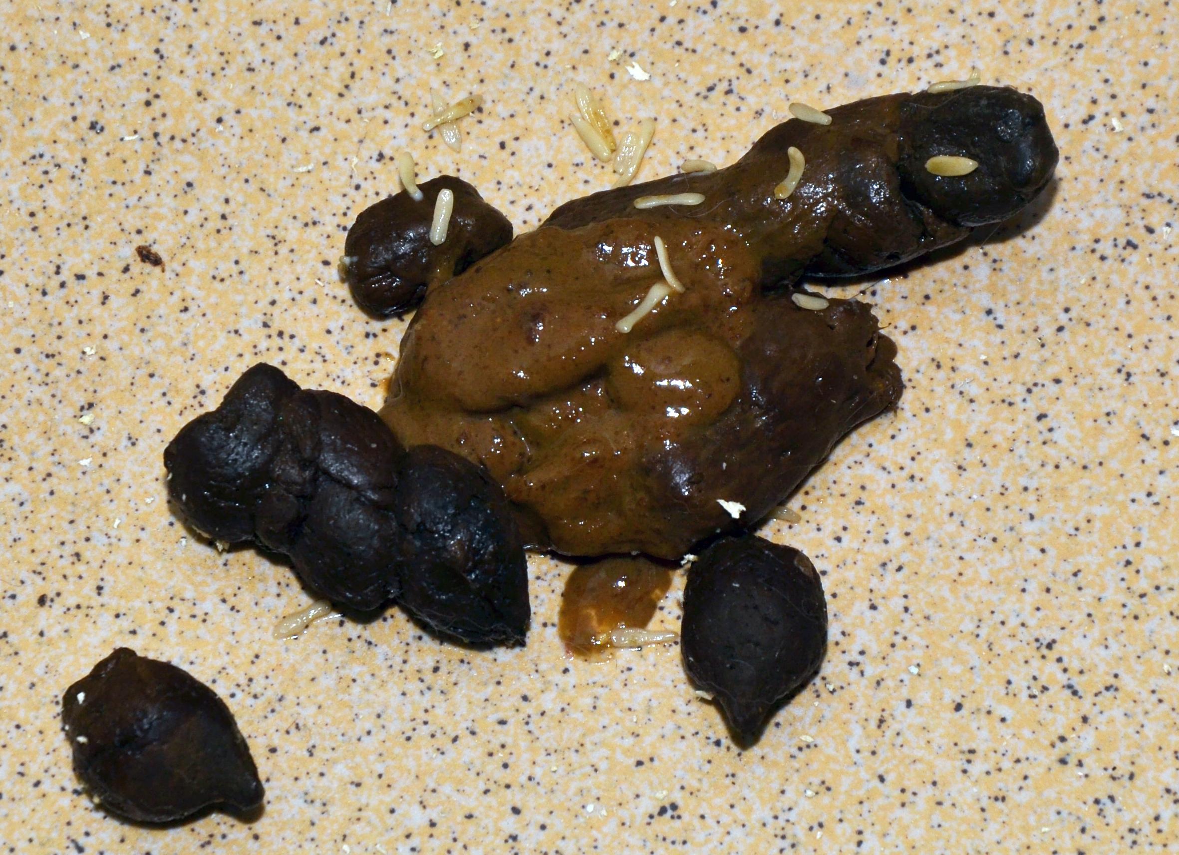 Кал на гельминты что это