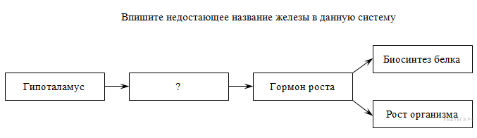 Гипоталамус гормон роста биосинтез белка рост организма