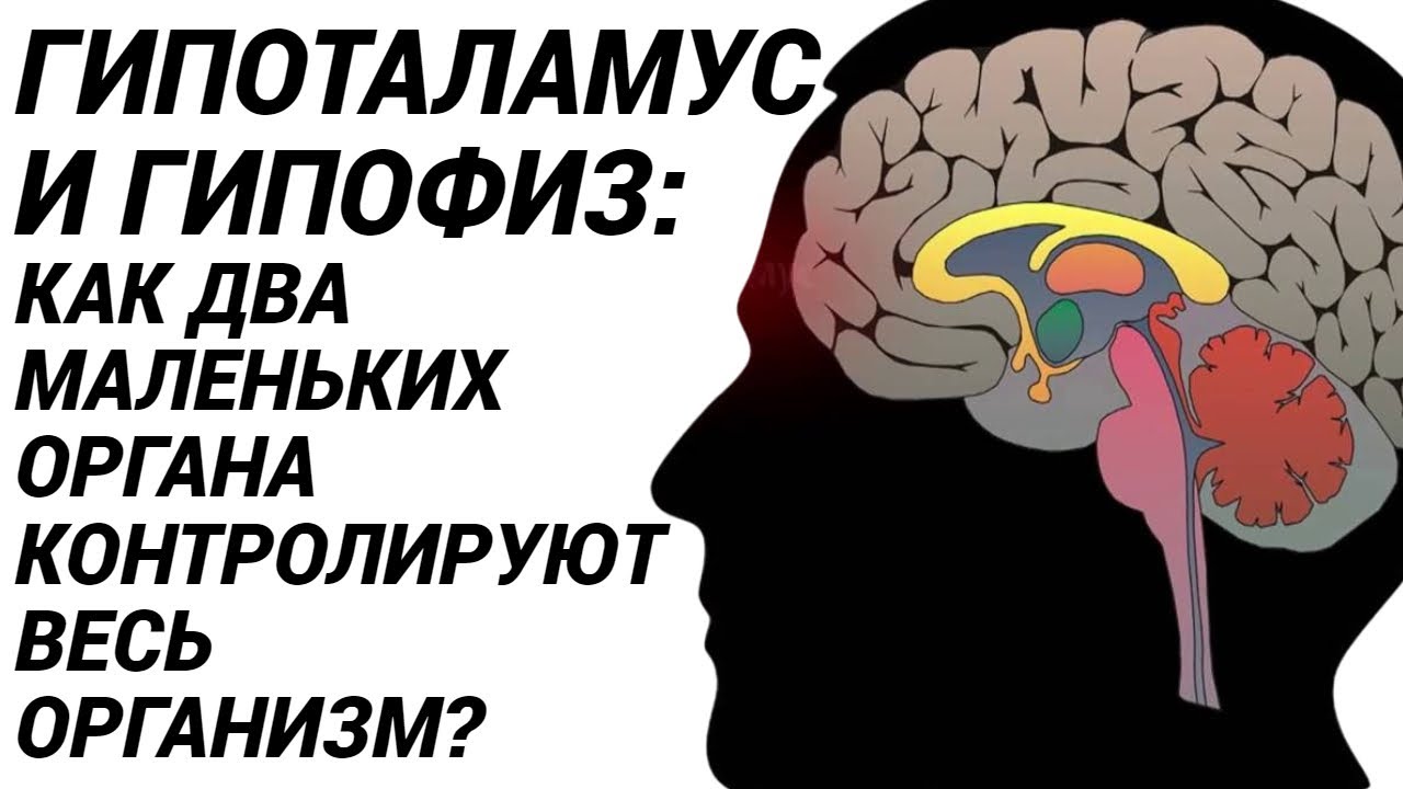 Гипоталамус и гипофиз