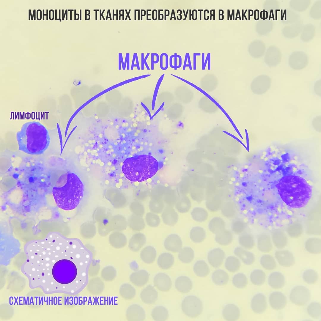 Как лимфоциты обозначаются в анализе крови