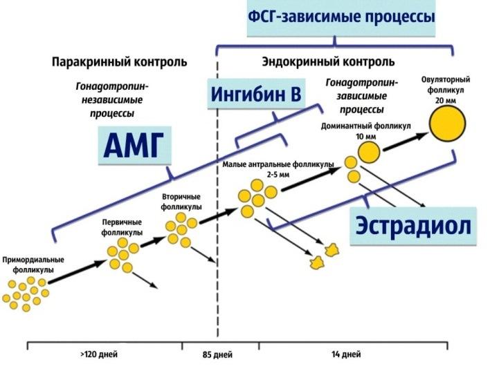 Кровь на амг что это такое у женщин