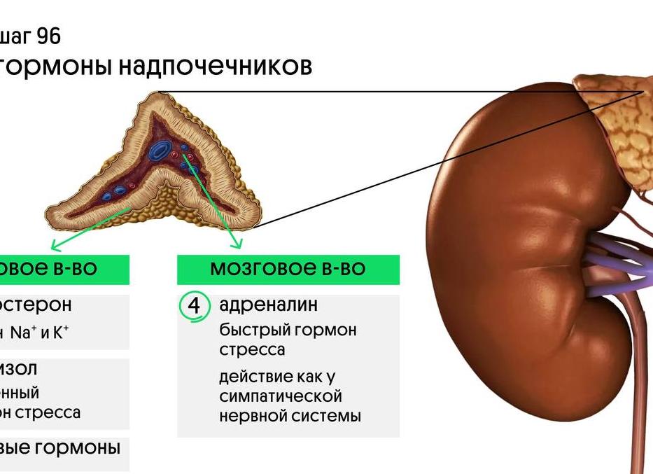 Гормоны надпочечников названия