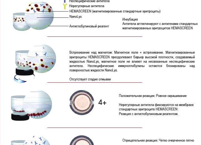 Антиэритроцитарные антитела что это такое