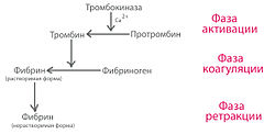 Как происходит свертывание крови