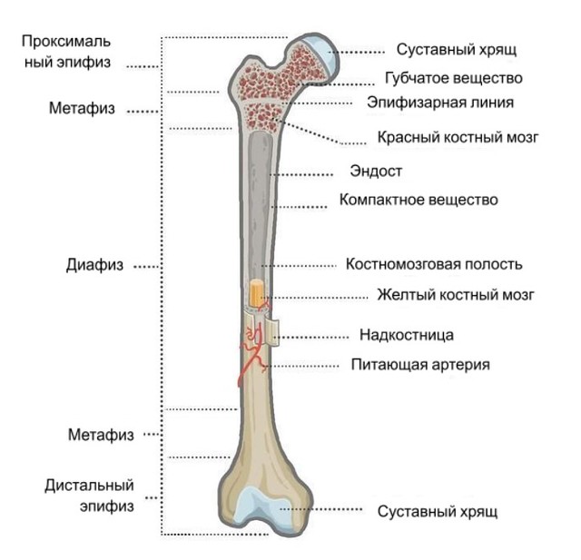 Местонахождение костной ткани у человека