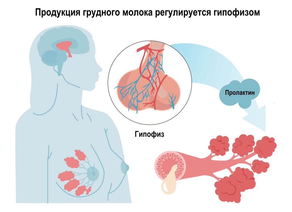 Эстрадиол гормон что это такое