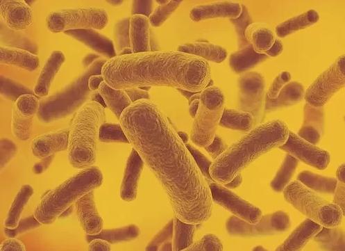 Что это бактерии в моче у ребенка