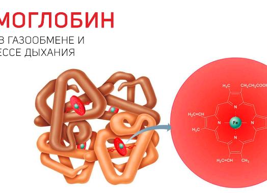 Белок гемоглобин выполняет функцию