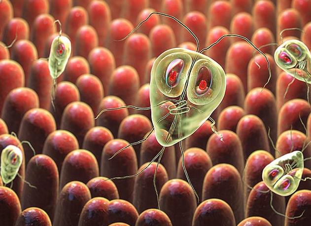 Анализы на лямблии у взрослых