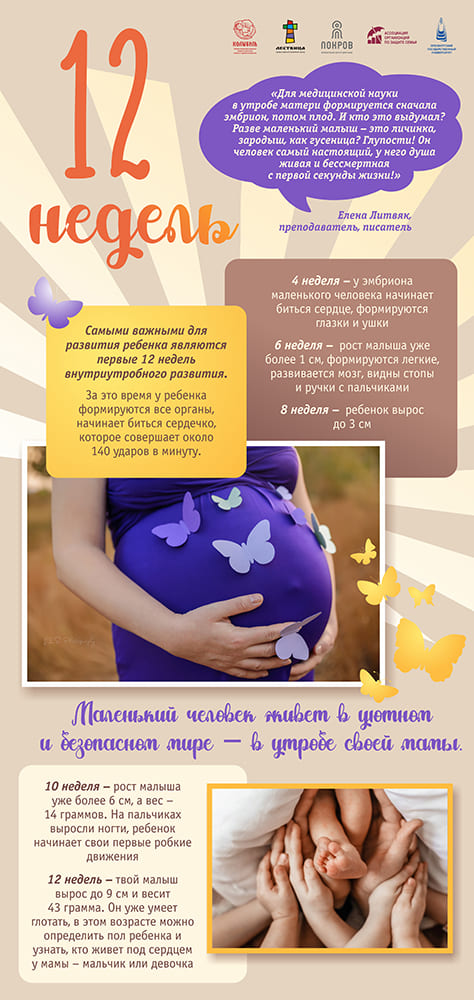 Когда формируется пол ребенка в утробе