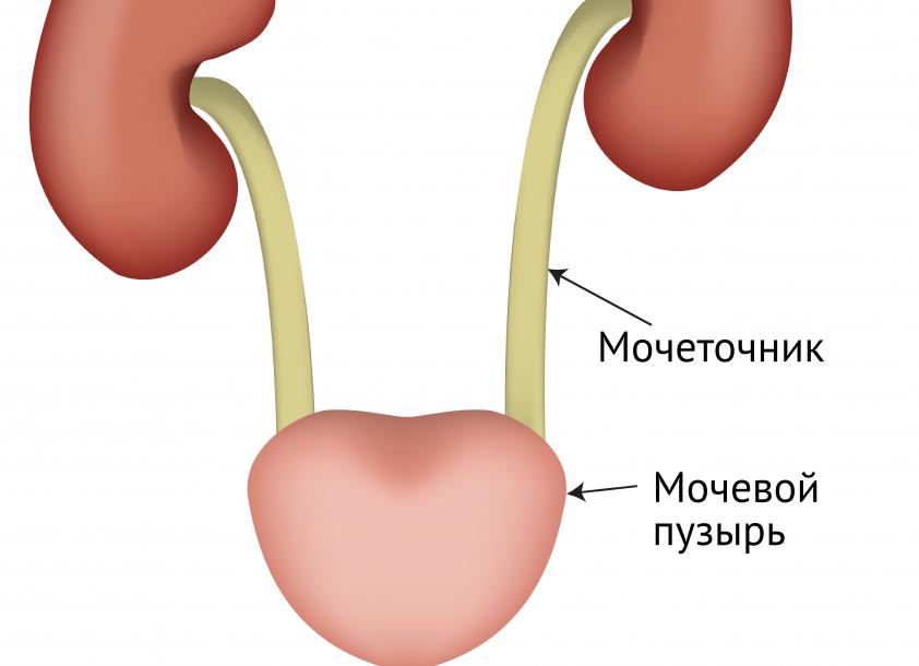 Моча имеет резкий неприятный запах у женщин причины Моча имеет резкий неприятный запах у женщин причины